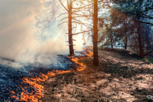 incendios forestales balance