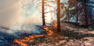 incendios forestales balance